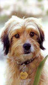 There are some common names you could give your or female. 48 Best Dog Names From Movies Tv Famous Male Female Dogs