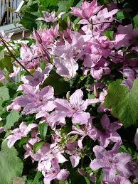 Clematis blue angel, also known by the latin name of blekitny aniol. Mallow Coloured Clematis Hagley Hybrid
