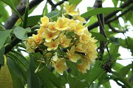 It tends to be somewhat lanky and the branches have a tendency to bend. White Frangipani Plant Care Growing Guide