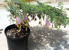 Image result for Dichrostachys