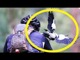 In the december 9 leavenworth evening bulletin , an article noted: Magpie Cyclist Attack Caught On Camera In Australia Youtube