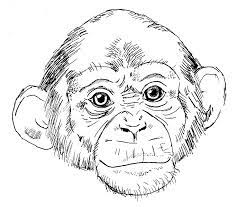 Random Chimp By Drchrissy Monkey Drawing Easy Animal Drawings Monkey Art