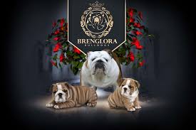 These dogs are like no other and have such great personalities that a picture just can't show. Brenglora Bulldogs English Bulldog Puppies For Sale