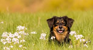 We did not find results for: County Center Rabies Shots In Candler Sept 29
