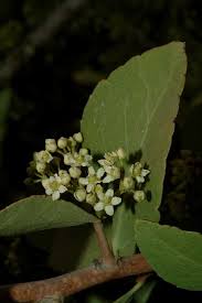 Image result for Gymnosporia senegalensis