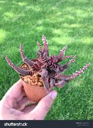 Image result for Crassula capitella