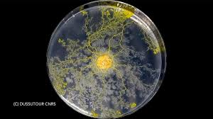 Blob means binary large object and it's an opaque representation of a chunk of bytes. Esa Blob