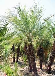It is important to feed them regularly to keep them green and growing healthy. Pygmy Date Palm Phoenix Roebelenii