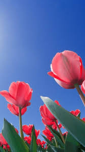 On this page you can download any flowers wallpaper for mobile phone free of charge. Flowers Wallpaper Hd For Mobile Free Download Forex Ea Crack