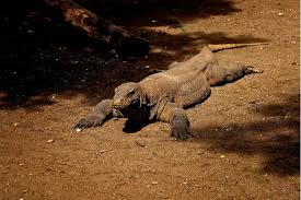 Komodo Dragon Spotting: Indonesia's Komodo Island