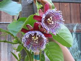 Image result for Passiflora sanguinolenta