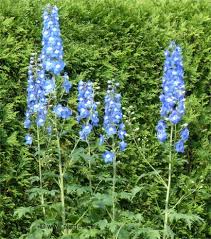 Parmi les grandes variétés de juin, on retient campanula persicifolia var. Liste De Plantes A Fleurs Bleues