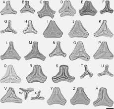 Image result for Phragmanthera crassicaulis