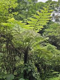 Image result for Cyathea mossambicensis