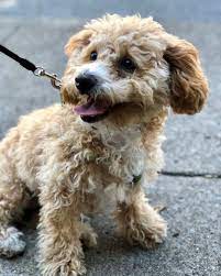What To Expect With A Poochon Bichon Poodle Mix In Your Life Animalso