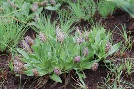 Image result for Ledebouria luteola