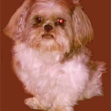 Find the perfect shih tzu puppy for sale in connecticut, ct at puppyfind.com. Little Hooligan S Lilhooligans Twitter