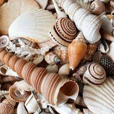 That First Discovery Of A Beautiful Unbroken Shell Can Inspire A Lifelong Love Of Seashell Hunti South Carolina Beaches Myrtle Beach South Carolina Sea Shells