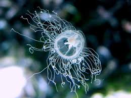 Hydrozoa Wikipedia The Free Encyclopedia Cnidaria Kingdom Animalia Animalia
