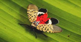 Spotted lanternfly nymphs are found on many types of trees, but they prefer tree of heaven (ailanthus altissima) trees. How To Kill Spotted Lanternfly And Save Your Fruit Trees