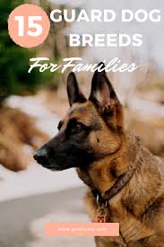 15 Best Family Guard Dogs How To Train Them Protective Dog Breeds Best Guard Dogs Protective Dogs