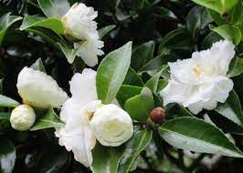 Camellia Silver Dollar Tikorangi The Jury Garden