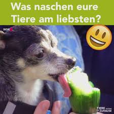 Was naschen eure Tiere am liebsten?