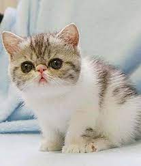 Prices are subject to change without notice. Pin On Animals