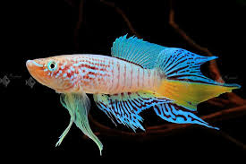Blue Gularis 20 Beautiful Fish Fish Tropical Fish
