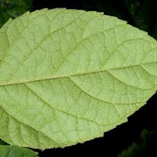Image result for Croton macrostachyus