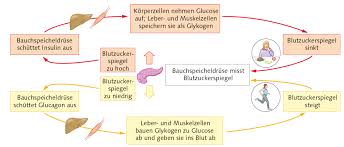 Blutdrucktabelle morgens mittags abends pdf. Https Lehrerfortbildung Bw De U Matnatech Bio Gym Bp2016 Fb8 4 Info 2 Hormone 1 Allg 510 Hormone Allgemein Blutzucker Pdf
