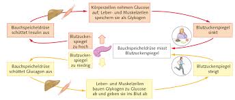 Unsere dienstleistungen im bereich zahnimplantate. Https Lehrerfortbildung Bw De U Matnatech Bio Gym Bp2016 Fb8 4 Info 2 Hormone 1 Allg 510 Hormone Allgemein Blutzucker Pdf