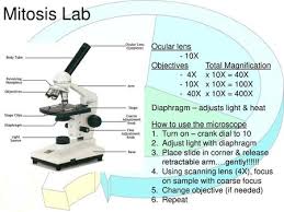 Mitosis can be observed in cells that are in a state of growth. Onion Root Tip Mitosis Lab Ppt Video Online Download