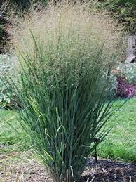 Image result for Panicum nervatum