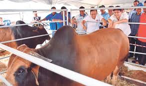 Bahasa kelantan, ata istiloh laingnyo kecek kelate merupoke bahaso ore hok duduk kak kelate, malaysia. Tingkat Mutu Lembu Kk Elit