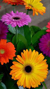 Gerbera Flower In 2021 Gerbera Flower Beautiful Flowers Garden Pretty Flowers