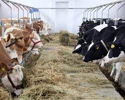 Oferim colaborare pentru proiecte de atragere a candidatiilor potriviti in cadrul companiilor (entitati juridice) din romania si ue: Locuri De Munca La Ferme De Animale Din Germania Loc De Munca Din Timisoara