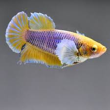 Live Betta Fish Female Dumbo Yellow Lavender Nv 25 Rare Find