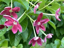 Image result for Combretum indicum