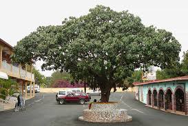 Image result for Treculia