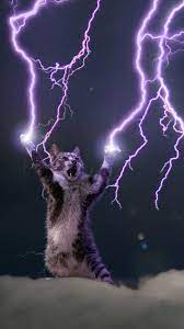 All Hail The Lightning God Cat A Nice Phone Wallpaper Cat Phone Wallpaper Cat Wallpaper Funny Cat Wallpaper