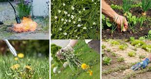 We did not find results for: 17 Expert Tips For How To Have A Weed Free Garden Diy Crafts