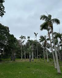 Image result for Pearsonia aristata