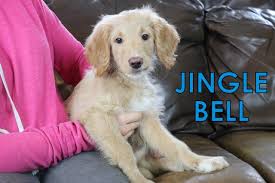 Maybe you would like to learn more about one of these? Carolina Doodles Carolinadoodle Twitter