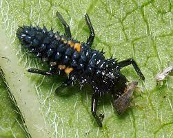 Three other ladybirds are similar to the harlequin ladybird. Ladybirds Coccinellidae That Eat Aphids Identification Distribution And Use For Biological Control