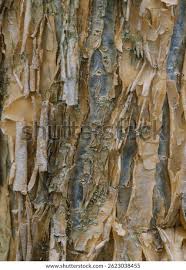 Image result for Commiphora africana