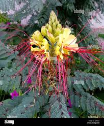 Image result for Erythrostemon