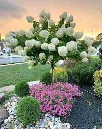 50 Amazing Garden Landscaping For Home Yard These Trendy Home Decor Ideas Would Gain You Amazing Compliments Hydrangea Tree Limelight Hydrangea Amazing Gardens