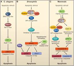 We did not find results for: Programmed Cell Death In Animal Development And Disease Cell