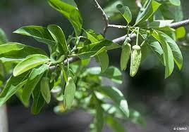 Image result for Annona squamosa